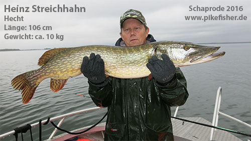 Heinz mit kapitalen Hecht